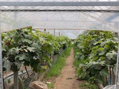 -马陆小张葡萄园农家乐