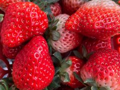 -胜丰草莓采摘园