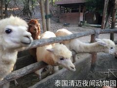 -清迈夜间动物园