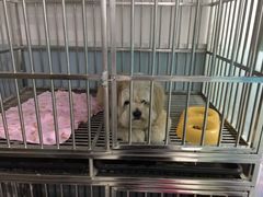 -中农大我爱我爱24h动物医院·中医针灸·猫专科·骨科医疗中心(双井店)