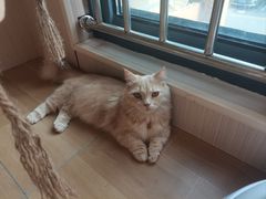 -唐小姐の私宠·宠物洗护美容·撸猫馆·购宠(周浦万达旗舰店)