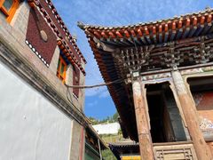 -塔尔寺菩提树