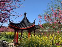 -南汇桃花村