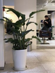 -PE SALON