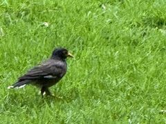 -白云中餐厅·粤菜·亚龙湾喜来登度假酒店