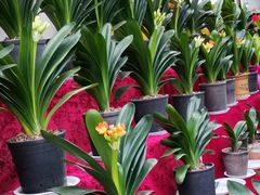 -秦美花卉(天朗·莱茵小城2期店)