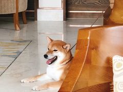 -上海崇明金茂凯悦酒店