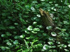 -西湖风景区-江洋畈生态公园