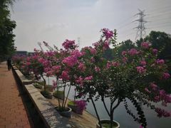 -滨河世纪广场公园