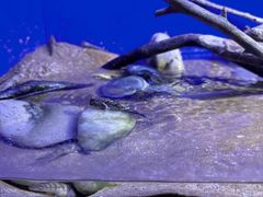 -上海海洋水族馆