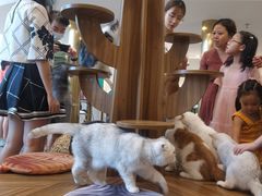 -飞行喵MR PILOT|猫舍·猫咖(静安大融城店)