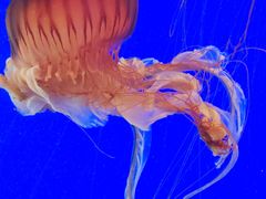 -上海海洋水族馆