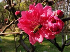 -桃花涧