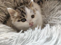 -平行世界·猫咖(首经贸店)