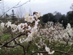 -樱桃山旅游景区