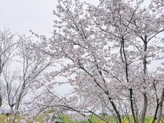 -羊山湖公园