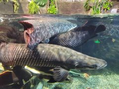 -太平洋海底世界