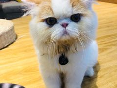 -啵啵喵·猫咖(攀华国际店)