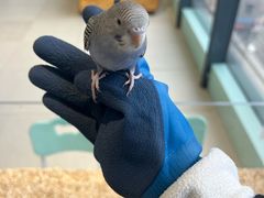 -怪兽屋·羊驼·猫咖·狗咖(俊华广场店)