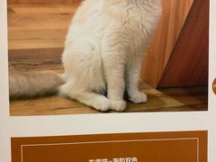 -袖虎·猫馆(体育西路店)