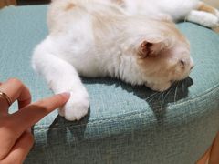 -藏猫猫咖啡主题馆(中央大道店)