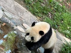 -都江堰中华大熊猫苑