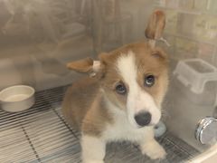 -唐小姐の私宠·宠物洗护美容·撸猫馆·购宠(周浦万达旗舰店)