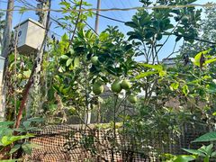 -中国科学院西双版纳热带植物园