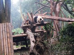 国宝-成都大熊猫繁育研究基地