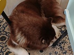 -Let's go狗咖·猫咖·奶狗·桌游(春熙路IFS店)