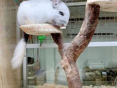 -藦茜花园宠物主题亲子互动体验馆(国顺东路店)