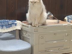 -逗柴咖啡屋·狗咖猫咖宠物桌游