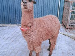 -中华郡文化旅游景区