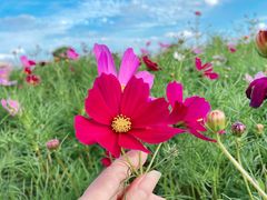 -花开海上生态园