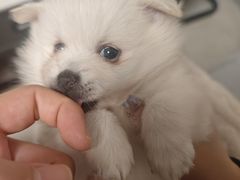 -MARSMART PETS火星宠物超市(1733店)