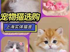 -麒麟缅因猫舍·十五年缅因猫选购中心