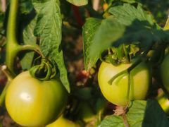 -蜀冈西峰生态公园