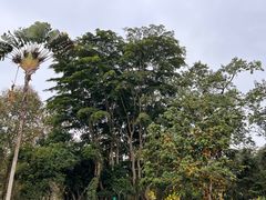 -中国科学院西双版纳热带植物园