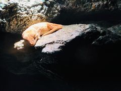-暹罗海洋世界