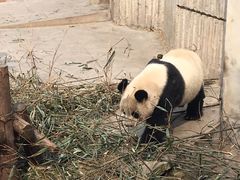 -成都大熊猫繁育研究基地