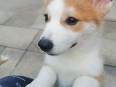 -柯斗斗主题餐厅·狗咖·围炉煮茶·茶饮(国瑞升平里店)