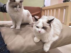 -藏猫猫咖啡主题馆(中央大道店)