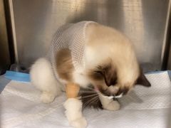 -艾吉宠物医院·疑难杂症转诊中心·猫友好(碧江路院)