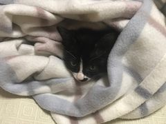 -瑞派雷欧宠物医院·24h夜诊·心脏骨科牙科·全科重症转诊中心(无影山店)