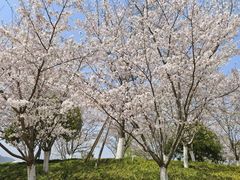 -径山花海