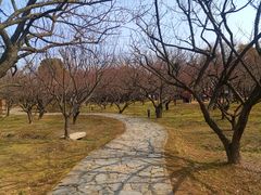 -香雪海