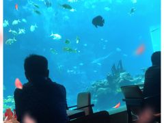 -海棠湾洲际-涛·海底餐厅·美人鱼·自助餐·海底隧道