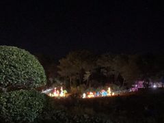 -大塘金香草谷