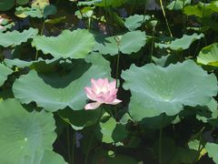 -荔湾湖公园