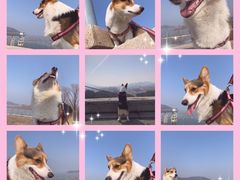 -宠福鑫康馨动物医院·骨科·眼科